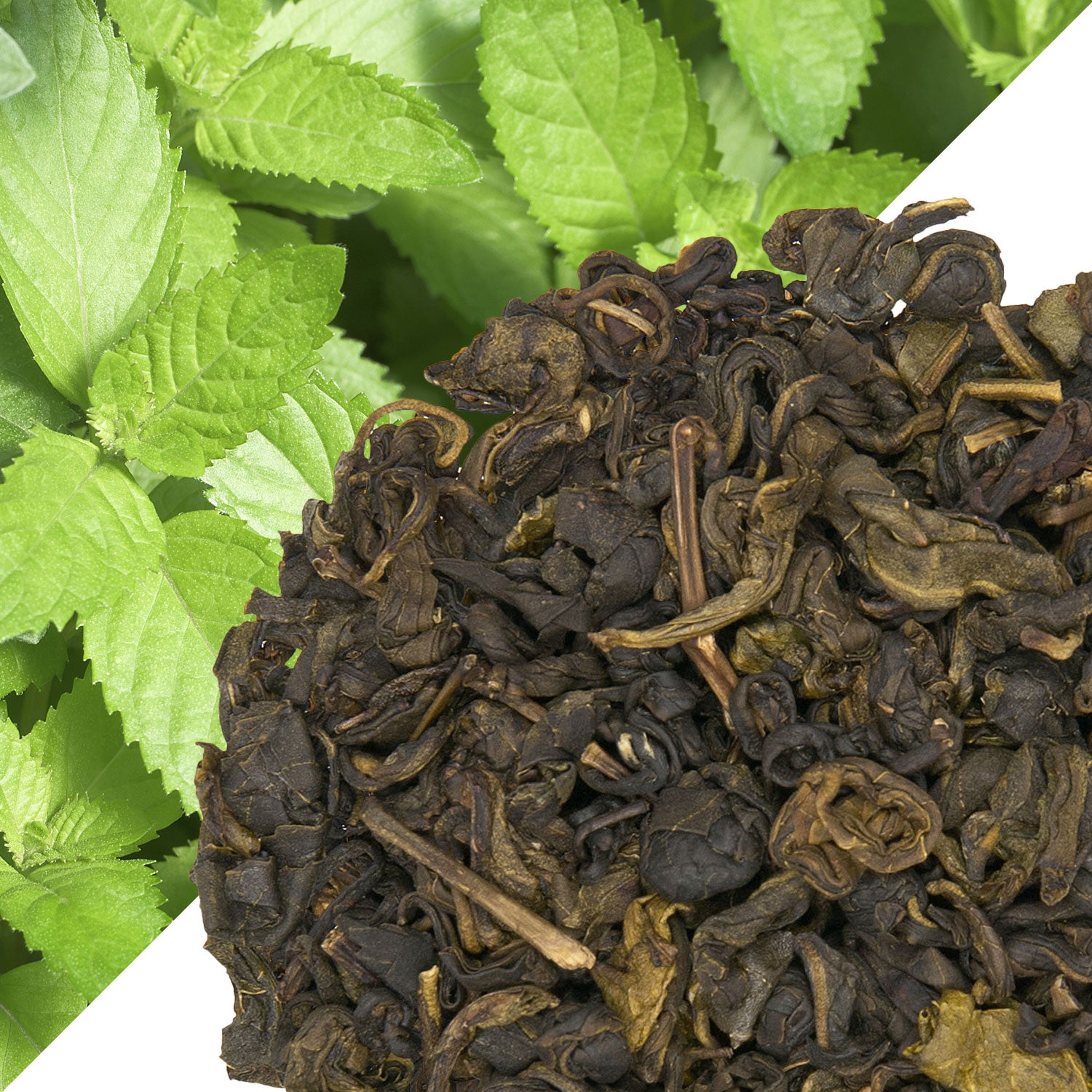 Metropolitan Tea Mint Green (StripTeas) Flavored Green Loose Leaf Tea 35.2 lbs