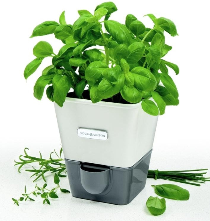 Cole & Mason Self-Watering Herb Keeper by Kitchen Niche