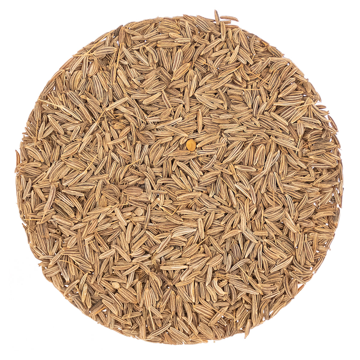 Metropolitan Tea Caraway Seeds Whole Loose Leaf Herbal Tea 1.1 lbs