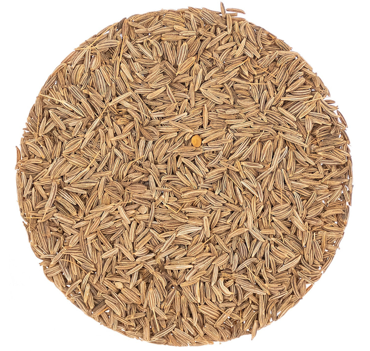 Metropolitan Tea Organic Caraway Seeds Whole Loose Leaf Tea 1.1 lbs