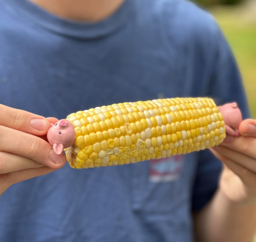 Outset Piglets Corn Holders – Set of 8